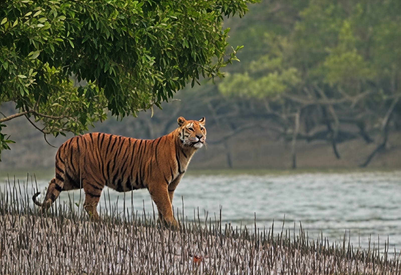 Wildlife nature spot near Kolkata